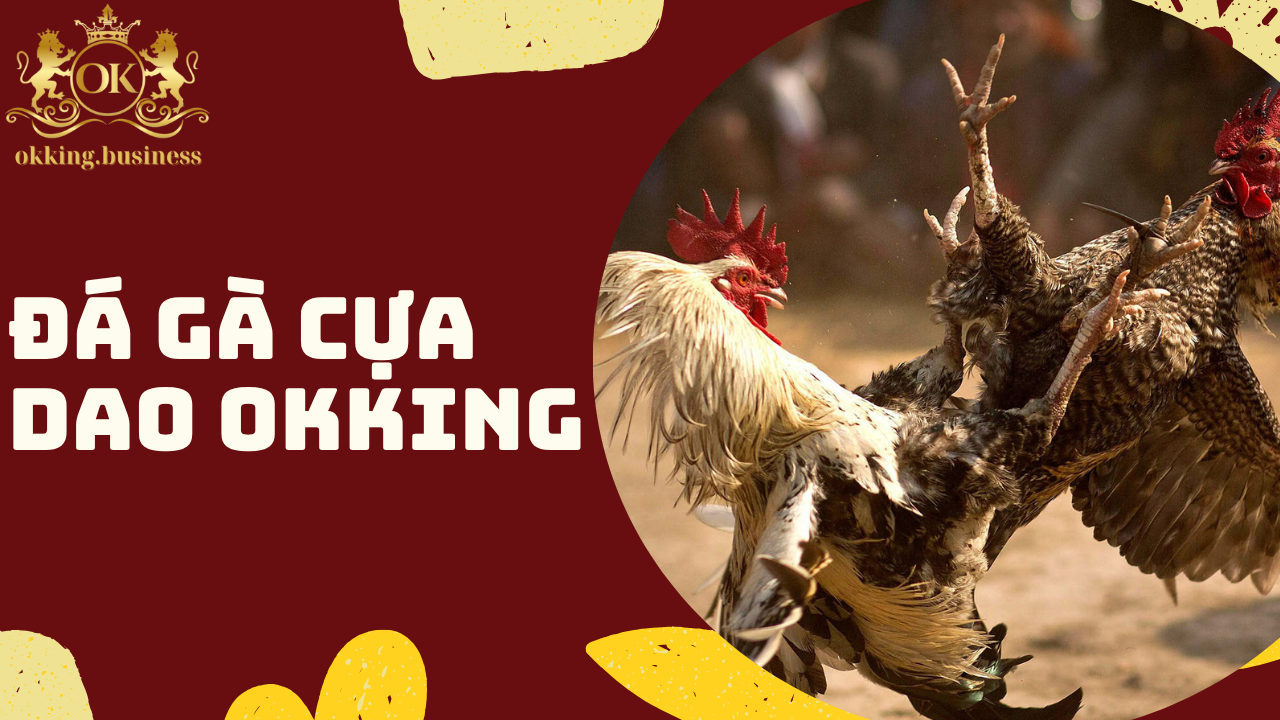 Đá gà cựa dao OKKING - Sàn đấu nghẹt thở, cá cược đỉnh cao