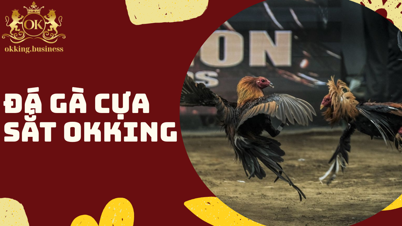 Đá gà cựa sắt OKKING - Đỉnh cao trận chiến kịch tính